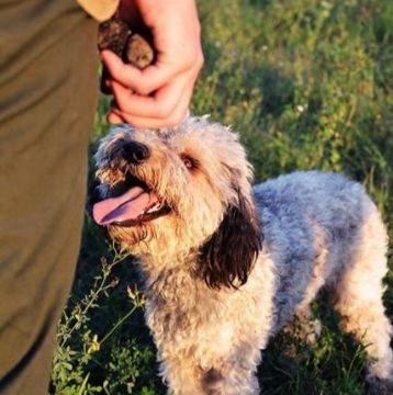 Picture of Prodan Tartufi – Truffle Hunting in the Heart of Istria (6 persons)