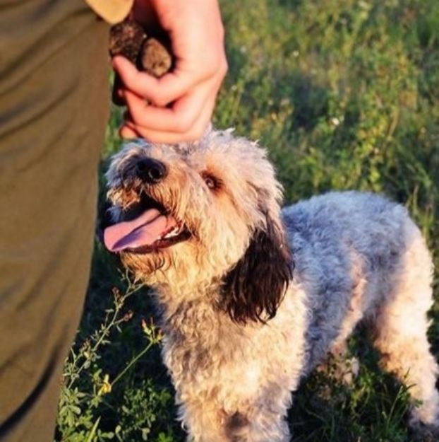 Picture of Prodan Tartufi – Truffle Hunting in the Heart of Istria (6 persons)