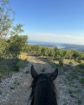 Picture of Ranch Marconi – Horseback Riding in Istria 